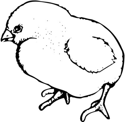 CHICK020